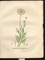 Anthemis montana. anthemis cretica. Cliquer pour agrandir l'image. Anthemis montana. anthemis cretica. Cliquer pour agrandir l'image.