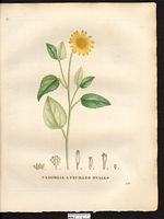 Anthemis ovalifolia. Heliopsis oppositifolia. Cliquer pour agrandir l'image. Anthemis ovalifolia. Heliopsis oppositifolia. Cliquer pour agrandir l'image.