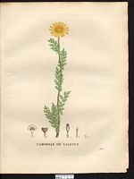 Anthemis valentina. anacyclus radiatus. Cliquer pour agrandir l'image. Anthemis valentina. anacyclus radiatus. Cliquer pour agrandir l'image.