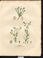 Sabline velue (Arenaria hispida), sabline hérissée (Arenaria hispida). Cliquer pour agrandir l'image. Sabline velue (Arenaria hispida), sabline hérissée (Arenaria hispida). Cliquer pour agrandir l'image.