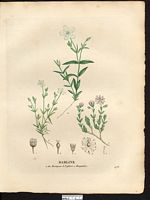 Sabline des montagnes (Arenaria montana). Cliquer pour agrandir l'image. Sabline des montagnes (Arenaria montana). Cliquer pour agrandir l'image.