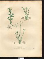 Sabline pourpier (Arenaria peploides), pourpier de mer (Honckenya peploides). Cliquer pour agrandir l'image. Sabline pourpier (Arenaria peploides), pourpier de mer (Honckenya peploides). Cliquer pour agrandir l'image.