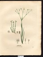 Sabline sétacée (Arenaria setacea), alsine sétacée (Minuartia setacea). Cliquer pour agrandir l'image. Sabline sétacée (Arenaria setacea), alsine sétacée (Minuartia setacea). Cliquer pour agrandir l'image.