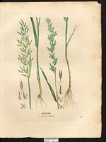 Avoine élevée (Avena elatior), fromental, avoine élevée (Arrhenatherum elatius). Cliquer pour agrandir l'image. Avoine élevée (Avena elatior), fromental, avoine élevée (Arrhenatherum elatius). Cliquer pour agrandir l'image.