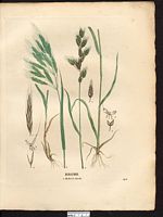 Brome mollet (Bromus mollis), brome mou (Bromus hordeaceus). Cliquer pour agrandir l'image. Brome mollet (Bromus mollis), brome mou (Bromus hordeaceus). Cliquer pour agrandir l'image.