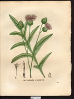 Centaurea centaurium. Cliquer pour agrandir l'image. Centaurea centaurium. Cliquer pour agrandir l'image.