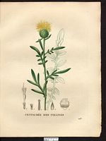 Centaurea collina. Cliquer pour agrandir l'image. Centaurea collina. Cliquer pour agrandir l'image.