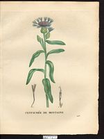 Centaurea montana. Cliquer pour agrandir l'image. Centaurea montana. Cliquer pour agrandir l'image.