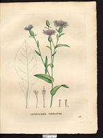 Centaurea nigrescens. Cliquer pour agrandir l'image. Centaurea nigrescens. Cliquer pour agrandir l'image.