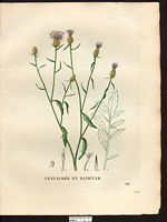 Centaurea paniculata. Cliquer pour agrandir l'image. Centaurea paniculata. Cliquer pour agrandir l'image.