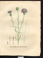 Centaurea salmantica. Mantisalca salmantica. Cliquer pour agrandir l'image. Centaurea salmantica. Mantisalca salmantica. Cliquer pour agrandir l'image.