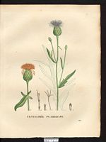 Centaurea scabiosa. Cliquer pour agrandir l'image. Centaurea scabiosa. Cliquer pour agrandir l'image.