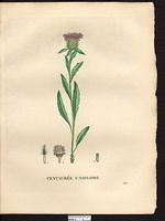 Centaurea uniflora. Cliquer pour agrandir l'image. Centaurea uniflora. Cliquer pour agrandir l'image.