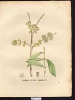 Chimonanthus fragrans. Chimonanthus praecox. Cliquer pour agrandir l'image. Chimonanthus fragrans. Chimonanthus praecox. Cliquer pour agrandir l'image.