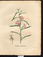 Clarkia pulchella. Cliquer pour agrandir l'image. Clarkia pulchella. Cliquer pour agrandir l'image.
