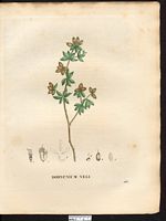 Dorycnium hirsutum. Cliquer pour agrandir l'image. Dorycnium hirsutum. Cliquer pour agrandir l'image.