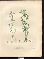 Dorycnium à larges feuilles (Dorycnium latifolium). Cliquer pour agrandir l'image. Dorycnium à larges feuilles (Dorycnium latifolium). Cliquer pour agrandir l'image.