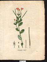 Epilobium hirsutum. Cliquer pour agrandir l'image. Epilobium hirsutum. Cliquer pour agrandir l'image.