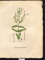 Epilobium pubescens. Epilobium parviflorum. Cliquer pour agrandir l'image. Epilobium pubescens. Epilobium parviflorum. Cliquer pour agrandir l'image.