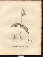 Erythronium dens-canis. Cliquer pour agrandir l'image. Erythronium dens-canis. Cliquer pour agrandir l'image.