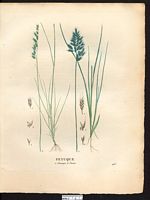 Festuca glauca. Festuca arvernensis. Cliquer pour agrandir l'image. Festuca glauca. Festuca arvernensis. Cliquer pour agrandir l'image.