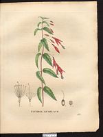Fuchsia coccinea. Cliquer pour agrandir l'image. Fuchsia coccinea. Cliquer pour agrandir l'image.