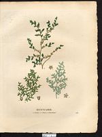 Herniaire velue (Herniaria hirsuta), herniaire hirsute (Herniaria hirsuta). Cliquer pour agrandir l'image. Herniaire velue (Herniaria hirsuta), herniaire hirsute (Herniaria hirsuta). Cliquer pour agrandir l'image.