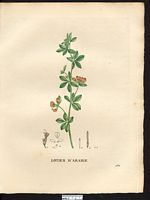Lotus arabicus. Cliquer pour agrandir l'image. Lotus arabicus. Cliquer pour agrandir l'image.