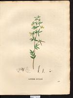 Lotus diffusus. Lotus angustissimus. Cliquer pour agrandir l'image. Lotus diffusus. Lotus angustissimus. Cliquer pour agrandir l'image.