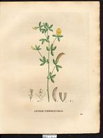 Lotus edulis. Cliquer pour agrandir l'image. Lotus edulis. Cliquer pour agrandir l'image.