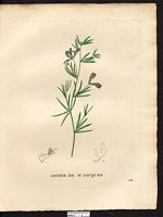 Lotus jacobaeus. Cliquer pour agrandir l'image. Lotus jacobaeus. Cliquer pour agrandir l'image.