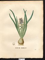 Muscari ambrosiacum. Muscarimia muscari. Cliquer pour agrandir l'image. Muscari ambrosiacum. Muscarimia muscari. Cliquer pour agrandir l'image.