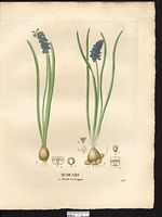 Muscari botride (Muscari botryoides), muscari botryoïde (Muscari botryoides). Cliquer pour agrandir l'image. Muscari botride (Muscari botryoides), muscari botryoïde (Muscari botryoides). Cliquer pour agrandir l'image.
