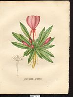 Oenothera acaulis. Cliquer pour agrandir l'image. Oenothera acaulis. Cliquer pour agrandir l'image.