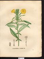 Oenothera biennis. Cliquer pour agrandir l'image. Oenothera biennis. Cliquer pour agrandir l'image.