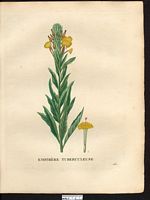 Oenothera muricata. Cliquer pour agrandir l'image. Oenothera muricata. Cliquer pour agrandir l'image.
