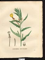 Oenothera noctiflora. Cliquer pour agrandir l'image. Oenothera noctiflora. Cliquer pour agrandir l'image.