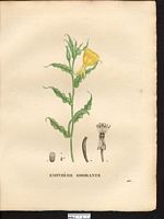 Oenothera odorata. Cliquer pour agrandir l'image. Oenothera odorata. Cliquer pour agrandir l'image.