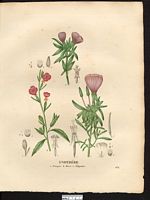 Énothére (sic) rose (Œnothera rosea), onagre rose (Oenothera rosea). Cliquer pour agrandir l'image. Énothére (sic) rose (Œnothera rosea), onagre rose (Oenothera rosea). Cliquer pour agrandir l'image.
