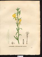 Oenothera salicifolia. Cliquer pour agrandir l'image. Oenothera salicifolia. Cliquer pour agrandir l'image.