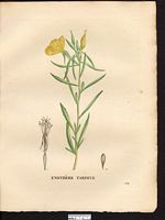 Oenothera serotina. Oenothera fruticosa. Cliquer pour agrandir l'image. Oenothera serotina. Oenothera fruticosa. Cliquer pour agrandir l'image.