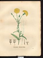 Picris hieracioides. Cliquer pour agrandir l'image. Picris hieracioides. Cliquer pour agrandir l'image.