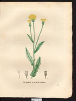 Picris pauciflora. Cliquer pour agrandir l'image. Picris pauciflora. Cliquer pour agrandir l'image.