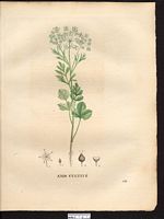 Pimpinella anisum. Cliquer pour agrandir l'image. Pimpinella anisum. Cliquer pour agrandir l'image.