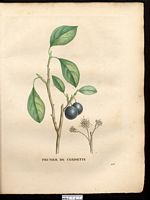 Prunus acinara. Cliquer pour agrandir l'image. Prunus acinara. Cliquer pour agrandir l'image.