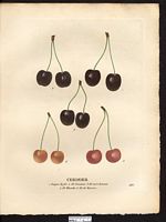 Prunus avium. Cliquer pour agrandir l'image. Prunus avium. Cliquer pour agrandir l'image.