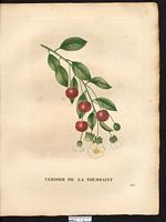 Prunus avium. Cliquer pour agrandir l'image. Prunus avium. Cliquer pour agrandir l'image.