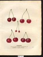 Prunus avium. Cliquer pour agrandir l'image. Prunus avium. Cliquer pour agrandir l'image.