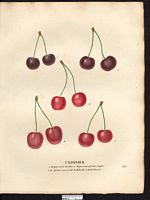 Prunus avium. Cliquer pour agrandir l'image. Prunus avium. Cliquer pour agrandir l'image.