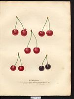Prunus avium. Cliquer pour agrandir l'image. Prunus avium. Cliquer pour agrandir l'image.